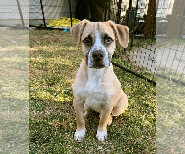 Medium Photo #9 American Boston Bull Terrier Puppy For Sale in Gilberts, IL, USA