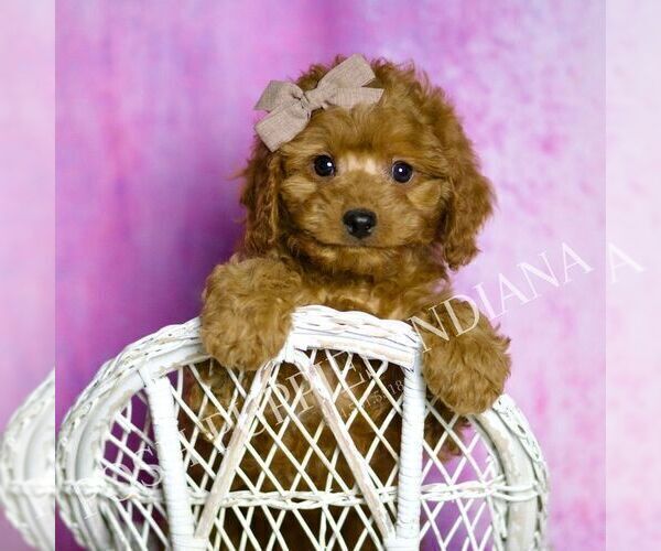 Medium Photo #3 Cavapoo (Miniature) Puppy For Sale in WARSAW, IN, USA