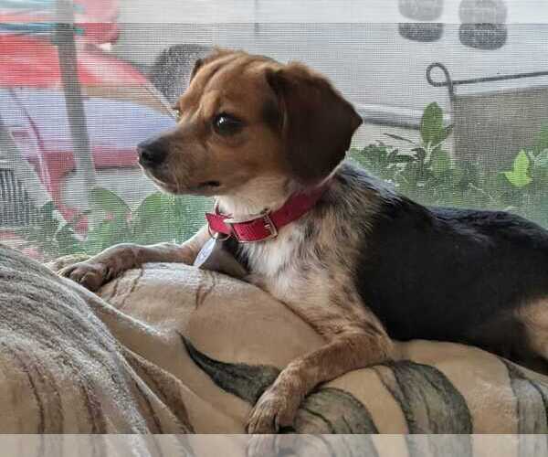 Medium Photo #5 Beagle-Unknown Mix Puppy For Sale in Dunnellon, FL, USA