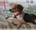 Small #4 Beagle Mix