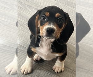 Beagle Puppy for sale in BEECH GROVE, IN, USA