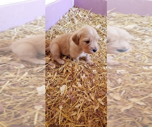 Medium Photo #3 Golden Retriever Puppy For Sale in BROOKSTON, IN, USA