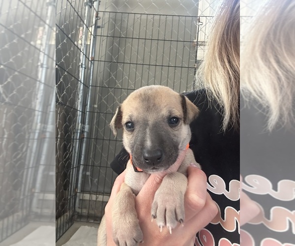 Medium Photo #2 Whippet Puppy For Sale in CORRY, PA, USA