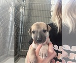 Small #1 Whippet