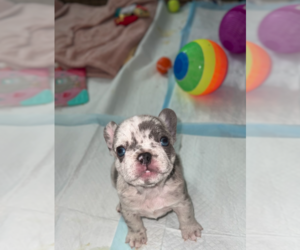 French Bulldog Puppy for sale in SAN DIEGO, CA, USA