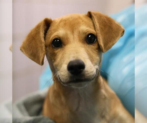 Medium Photo #2 Mutt Puppy For Sale in San Antonio, TX, USA