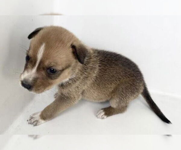 Medium Photo #1 Labrador Retriever Puppy For Sale in Houston, TX, USA