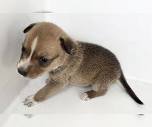 Labrador Retriever Dogs for adoption in Houston, TX, USA