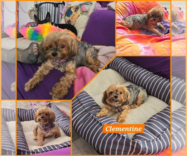 Medium Photo #7 Mutt Puppy For Sale in Plantation, FL, USA