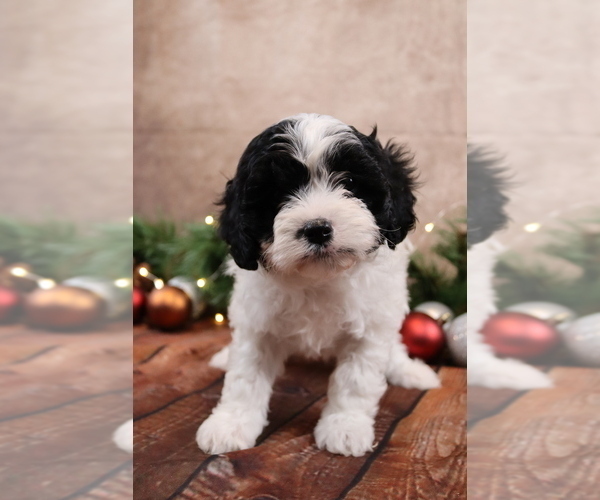 Medium Photo #1 Cavapoo (Toy) Puppy For Sale in WEST SALEM, OH, USA