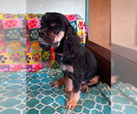 Small #4 Cocker Spaniel Mix