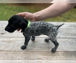 Puppy Lime green girl German Shorthaired Pointer