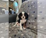 Puppy The Duke Cavalier King Charles Spaniel
