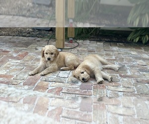 Goldendoodle Puppy for Sale in FRANKLINTON, Louisiana USA