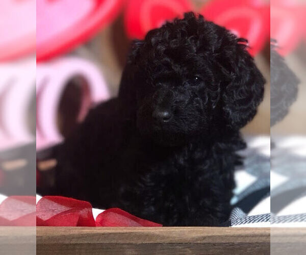 Medium Photo #1 Labradoodle Puppy For Sale in DUBLIN, VA, USA