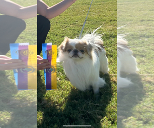 Father of the Japanese Chin puppies born on 01/07/2025