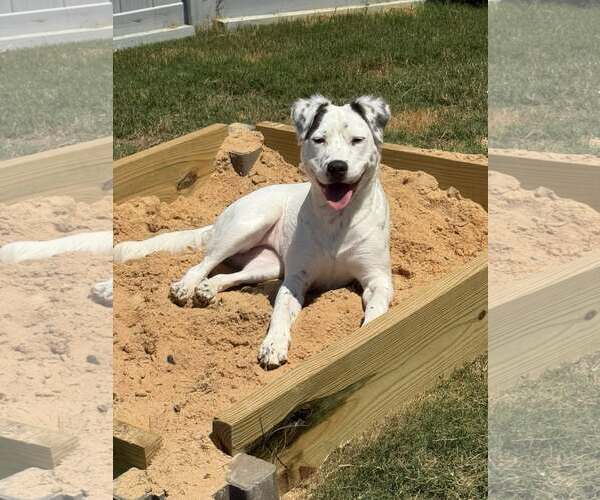 Medium Photo #2 Mutt Puppy For Sale in Greenville, SC, USA