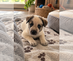 Dreamy - Female Mutt Dog for Adoption - Small photo