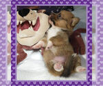 Small Photo #12 Pembroke Welsh Corgi Puppy For Sale in LOGAN, NM, USA