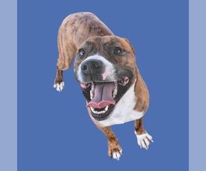 Mutt Dogs for adoption in Bakersfield, CA, USA