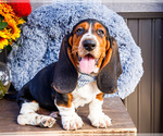 Puppy Patrick Basset Hound