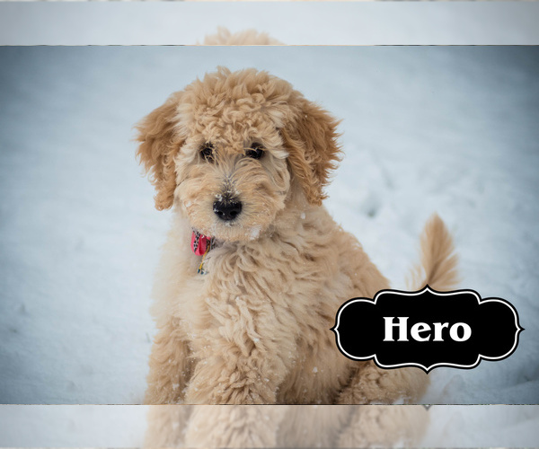 Medium Photo #12 Goldendoodle Puppy For Sale in LISBON, OH, USA