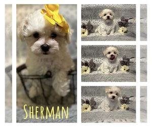 Maltipoo Puppy for sale in QUEEN CITY, MO, USA