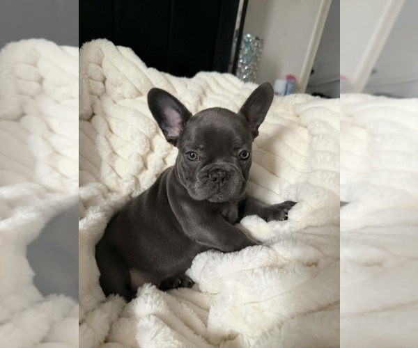 Medium Photo #1 French Bulldog Puppy For Sale in BALTIMORE, MD, USA