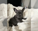Small French Bulldog