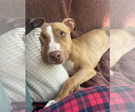 Small #35 American Pit Bull Terrier-American Staffordshire Terrier Mix