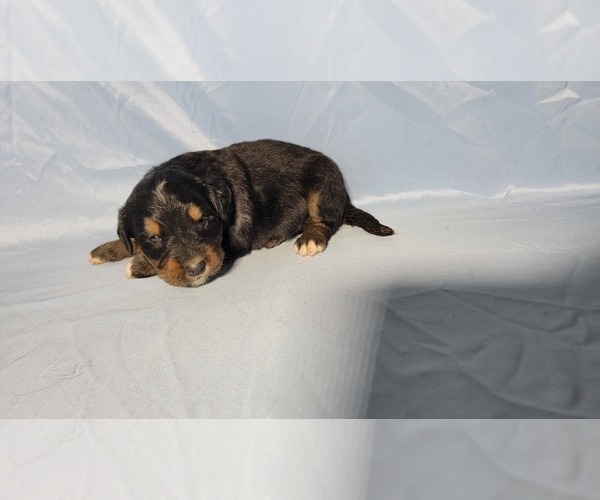 Medium Photo #35 Golden Mountain Dog Puppy For Sale in BLACK FOREST, CO, USA