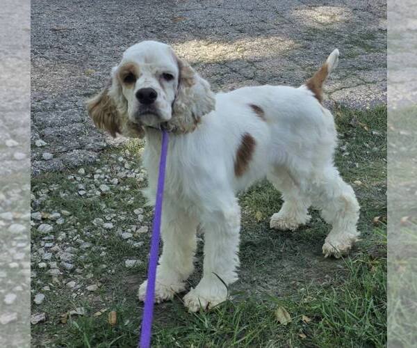 Medium Photo #3 Cocker Spaniel Puppy For Sale in Belleuve, NE, USA