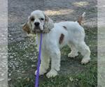 Small #2 Cocker Spaniel