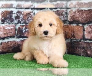 Poochon Puppy for sale in BEL AIR, MD, USA