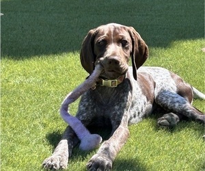 German Shorthaired Pointer Puppy for sale in SAN DIEGO, CA, USA