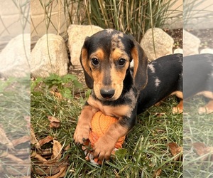 Dachshund Puppy for sale in MIDDLEBURY, IN, USA