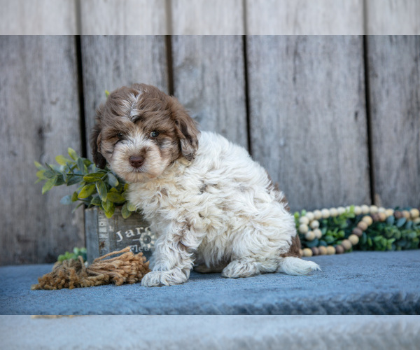 Medium Photo #3 Poodle (Miniature)-Portuguese Water Dog Mix Puppy For Sale in FREDERICKSBURG, OH, USA