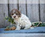 Small #2 Poodle (Miniature)-Portuguese Water Dog Mix