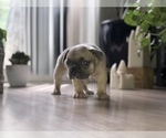 Small Photo #6 French Bulldog Puppy For Sale in WEST ORANGE, NJ, USA