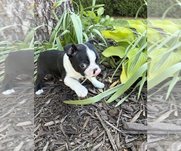 Medium Photo #4 Boston Terrier Puppy For Sale in FREDONIA, KS, USA