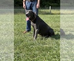 Small Photo #1 Labrador Retriever Puppy For Sale in NEOLA, WV, USA