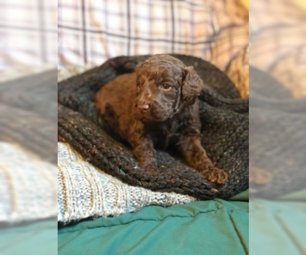 Medium Photo #5 Cock-A-Poo-Labradoodle Mix Puppy For Sale in MILWAUKEE, WI, USA
