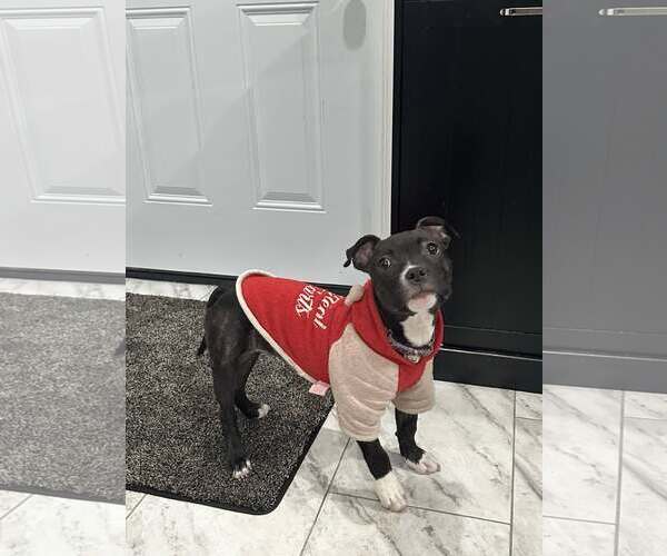 Medium Photo #2 Mutt Puppy For Sale in Catasauqua, PA, USA