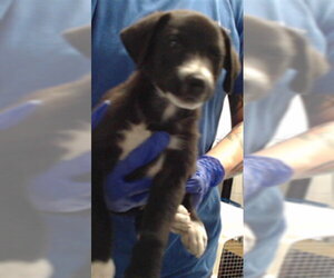 Labrador Retriever-Unknown Mix Dogs for adoption in Fayetteville, NC, USA