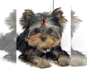 Yorkshire Terrier Puppy for sale in CORAL SPRINGS, FL, USA