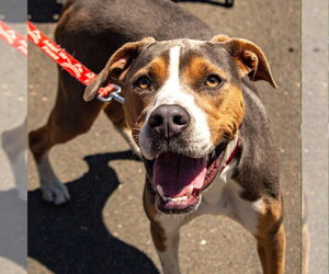 Mutt Dogs for adoption in Canton, CT, USA