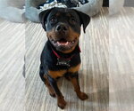 Small #1 Rottweiler
