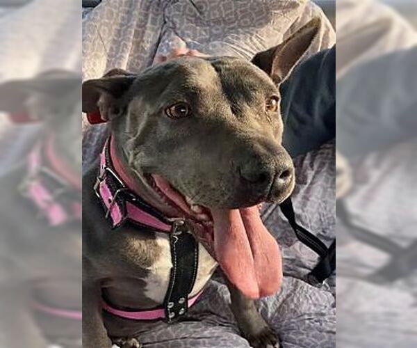 Medium Photo #3 American Bulldog-American Staffordshire Terrier Mix Puppy For Sale in Dana Point, CA, USA