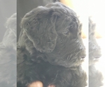 Small #4 Schnoodle (Giant)