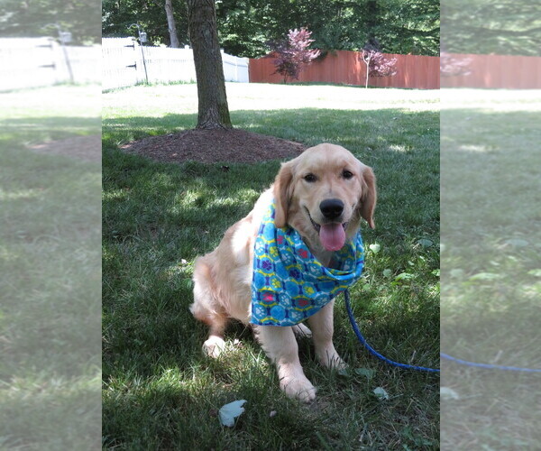 Medium Photo #4 Golden Retriever Puppy For Sale in MECHANICSVILLE, MD, USA